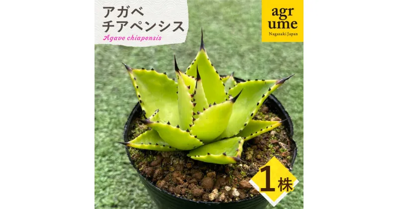 【ふるさと納税】Agave chiapensis　アガベ チアペンシス 1株 長与町/アグリューム[EAI121] 観葉植物 多肉植物 苗 植物 アガベ あがべ インテリア