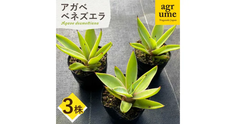 【ふるさと納税】【数量限定】 アガベ ベネズエラ 3株セット 長与町/アグリューム Agave desmettiana[EAI117] 観葉植物 多肉植物 苗 植物 アガベ あがべ インテリア セット