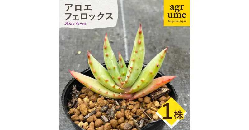 【ふるさと納税】【数量限定】 Aloe ferox　アロエ フェロックス 1株 長与町/アグリューム[EAI119] 観葉植物 多肉植物 苗 植物 アロエ あろえ インテリア