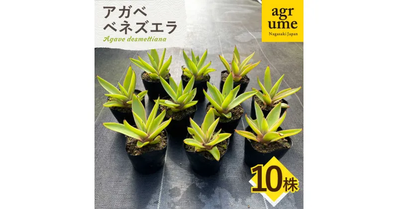 【ふるさと納税】【数量限定】 アガベ ベネズエラ 10株セット 長与町/アグリューム Agave desmettiana[EAI116] 観葉植物 多肉植物 苗 植物 アガベ あがべ インテリア セット