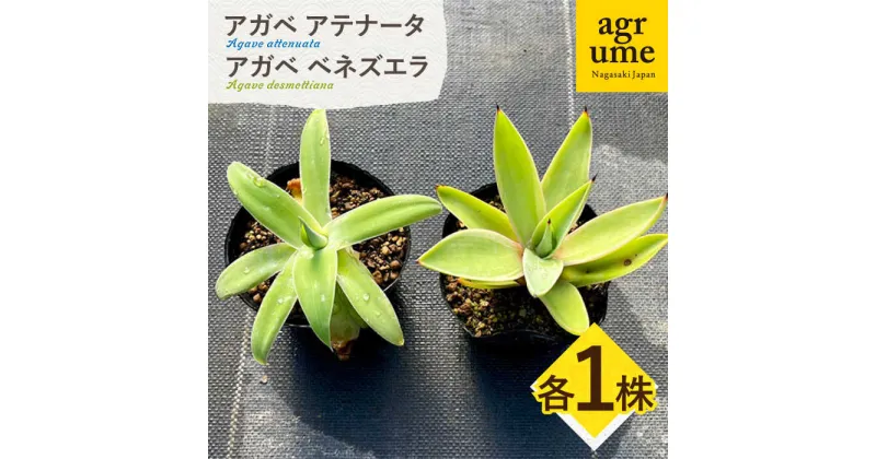 【ふるさと納税】アガベ アテナータ ＆ アガベ ベネズエラ 各1株 セット 長与町/アグリューム　Agave attenuata　Agave desmettiana[EAI115] 観葉植物 多肉植物 苗 植物 アガベ あがべ インテリア セット