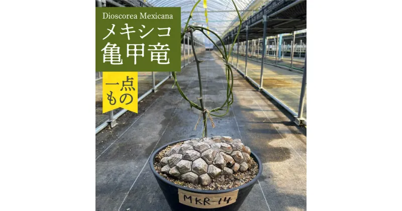 【ふるさと納税】Dioscorea Mexicana メキシコ亀甲竜 （個体番号MKR-14） 長与町/アグリューム[EAI139]