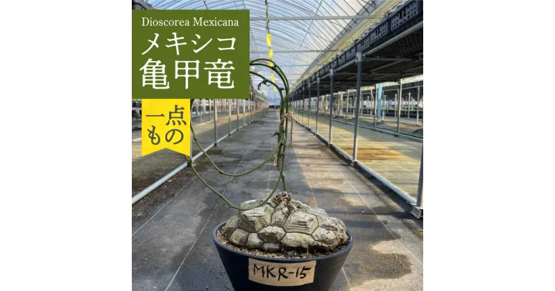 【ふるさと納税】Dioscorea Mexicana メキシコ亀甲竜 （個体番号MKR-15） 長与町/アグリューム[EAI140]