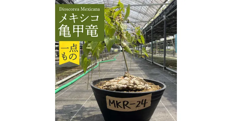 【ふるさと納税】Dioscorea Mexicana メキシコ亀甲竜 （個体番号MKR-24） 長与町/アグリューム[EAI195]