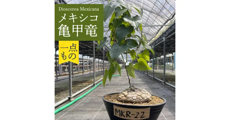 【ふるさと納税】Dioscorea Mexicana メキシコ亀甲竜 （個体番号MKR-22） 長与町/アグリューム[EAI193]