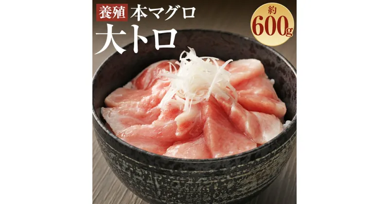 【ふるさと納税】長崎県産 本マグロ「大トロ」約600g【大村湾漁業協同組合】