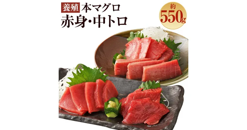 【ふるさと納税】長崎県産 本マグロ2種盛り「中トロ・赤身」約550g【大村湾漁業協同組合】