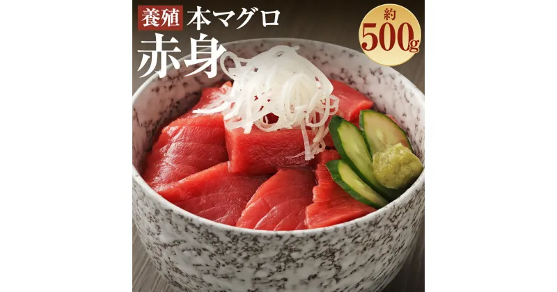 【ふるさと納税】長崎県産 本マグロ「赤身」約500g【大村湾漁業協同組合】