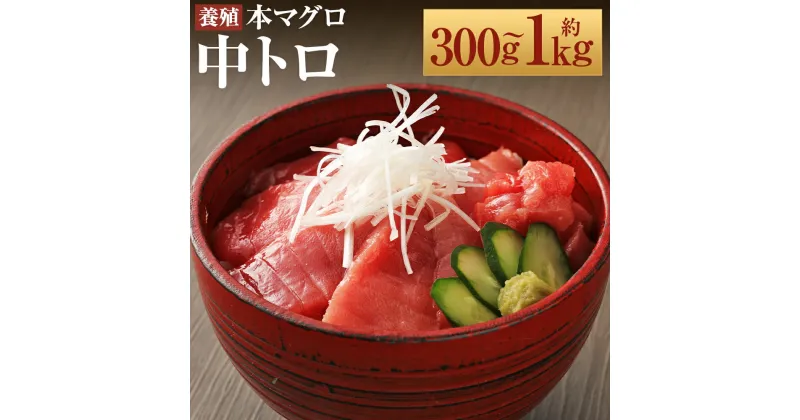 【ふるさと納税】長崎県産 本マグロ「中トロ」約300g/約500g/約700g/約800g/約1kg 選べる内容量 【大村湾漁業協同組合】