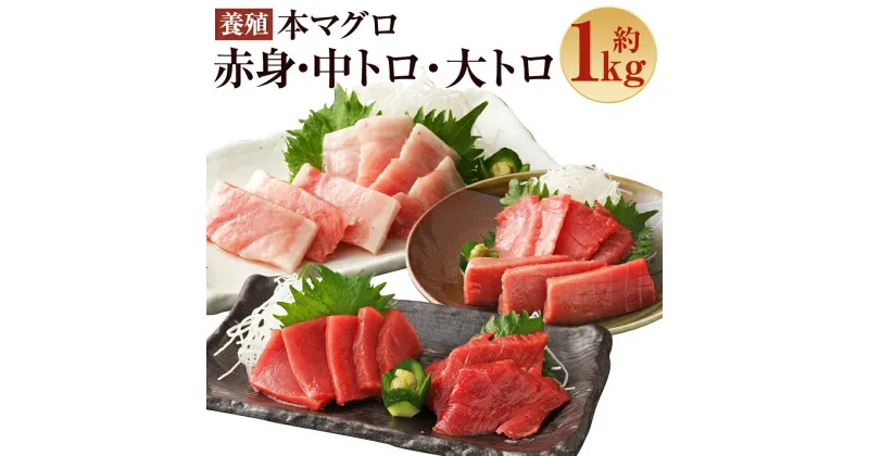 【ふるさと納税】 長崎県産 本マグロ3種盛り「大トロ・中トロ・赤身」約1.0kg【大村湾漁業協同組合】