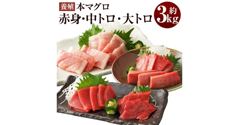 【ふるさと納税】 長崎県産 本マグロ3種盛り「大トロ・中トロ・赤身」約3.0kg【大村湾漁業協同組合】