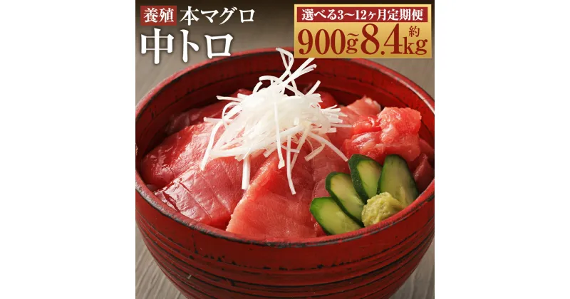 【ふるさと納税】【選べる定期便】長崎県産 本マグロ「中トロ」約300g/約500g/約700g/約800g/約1kg 3ヶ月/6ヶ月/12ヶ月 選べる内容量 定期便 【大村湾漁業協同組合】