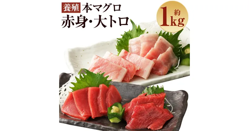 【ふるさと納税】長崎県産 本マグロ2種盛り「大トロ・赤身」合計1kg 500g×2種【大村湾漁業協同組合】