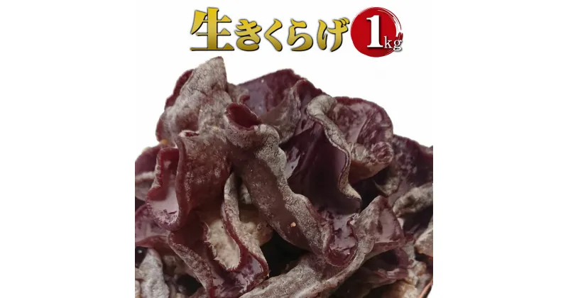 【ふるさと納税】生きくらげ 1kg ご家庭用 中華 和食 スイーツ 食べる漢方 冷蔵 純国内産 送料無料【2025年5月下旬～6月下旬に順次発送予定】