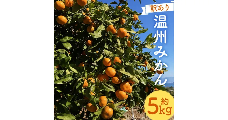 【ふるさと納税】【訳あり】 太陽と潮風を浴びて育った 長崎県時津町産 温州みかん 約5kg 2S～3Sサイズ ご家庭用 柑橘 蜜柑 九州産 長崎県産 果物 フルーツ 送料無料【2024年11月上旬～12月下旬に順次発送予定】