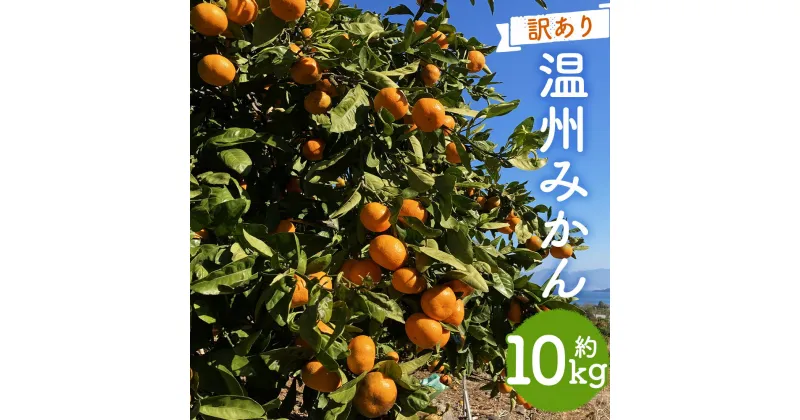 【ふるさと納税】【訳あり】 太陽と潮風を浴びて育った 長崎県時津町産 温州みかん 約10kg 3Lサイズ以上 ご家庭用 柑橘 蜜柑 九州産 長崎県産 果物 フルーツ 送料無料【2024年12月上旬～2025年2月下旬に順次発送予定】