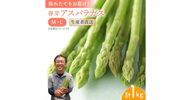 【ふるさと納税】【2025年2月中旬より順次発送】朝どれ 春芽 アスパラガス 1kg (ML混合)【前平農園】 [BCG008] 新鮮 採れたて グリーンアスパラガス グリーンアスパラ 野菜