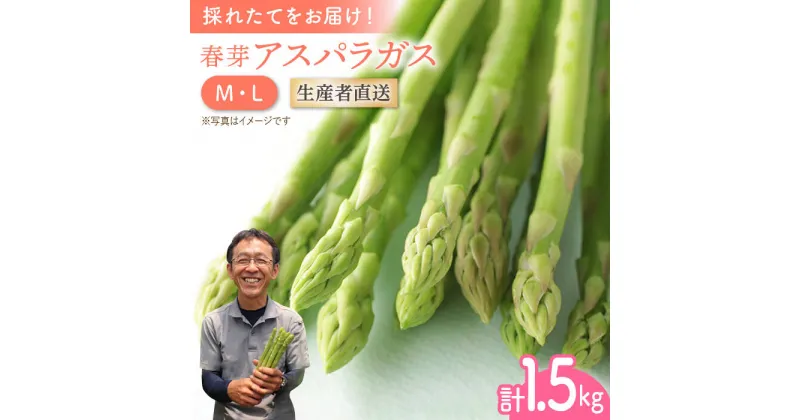 【ふるさと納税】【2025年2月中旬より順次発送】朝どれ 春芽アスパラガス 1.5kg (ML混合)【前平農園】 [BCG010] 新鮮 採れたて アスパラガス グリーンアスパラ 野菜