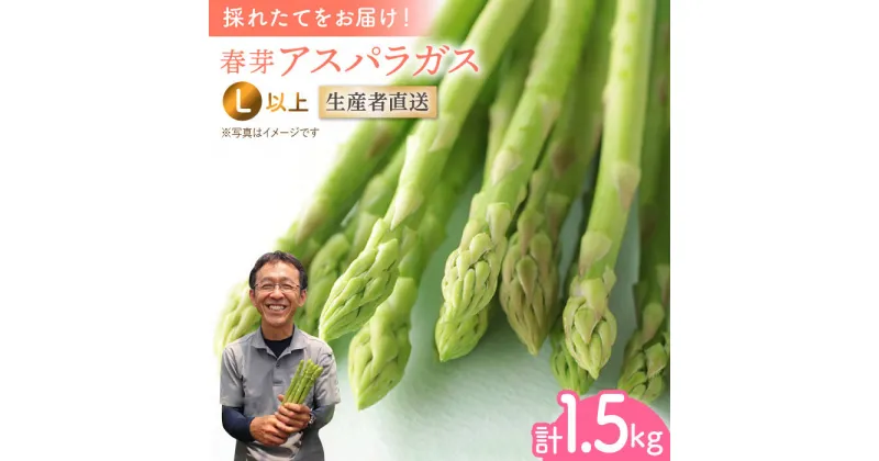 【ふるさと納税】【2025年2月中旬より順次発送】朝どれ 春芽 アスパラガス 1.5kg（Lサイズ以上）【前平農園】 [BCG011] 新鮮 採れたて グリーンアスパラガス グリーンアスパラ 野菜