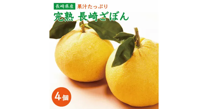 【ふるさと納税】【先行予約】長崎県産 完熟ざぼん 4個【長崎ぶんたんの会】[OAF003] / ザボン 朱欒 フルーツ みかん 柑橘類 くだもの 果物 甘い 数量限定 お取り寄せ 産地直送 柑橘 晩白柚 ばんぺいゆ ふるーつ さっぱり デザート 家庭用 グルメ 爽やか 美味しい 九州産