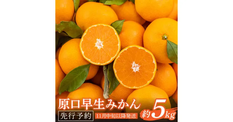 【ふるさと納税】【先行予約】濃厚な食味 みかん 原口 早生 長崎県産 約5kg (40~50個前後) / 甘味 高糖度 柑橘 蜜柑 国産みかん 冬みかん フルーツ デザート こたつ ミカン ジャム 果物 ギフト お中元 お歳暮 正月 団らん 家庭用 贈り物 おすそわけ【田崎FARM】 [OCU003]